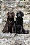 LABRADOR 829